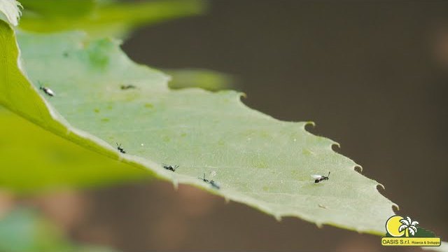 Anteprima: Il Torymus sinensis in azione